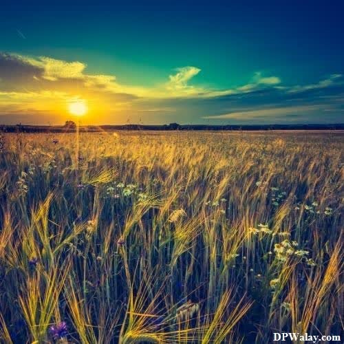 a field of wheat at sunset 4k wallpaper for whatsapp dp 