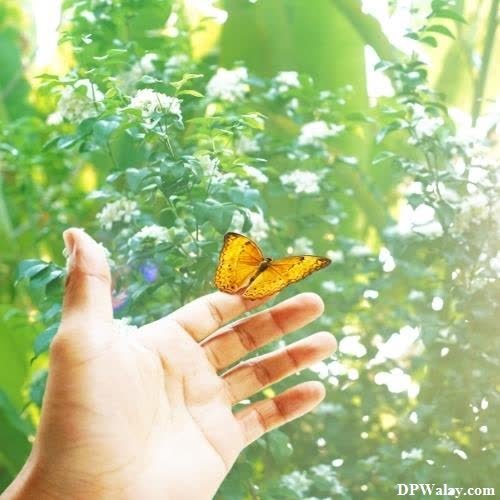 a hand holding a butterfly in the air 