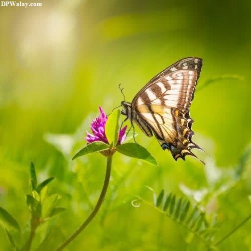 a butterfly sitting on top of a flower 4k wallpaper for whatsapp dp
