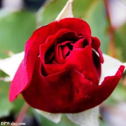 a red rose with white petals