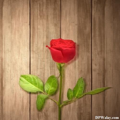 a single red rose on a wooden background beautiful flowers dp 