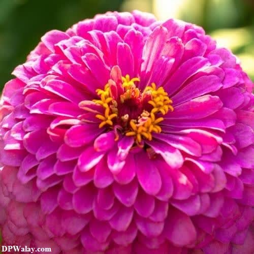 a pink flower with yellow centers