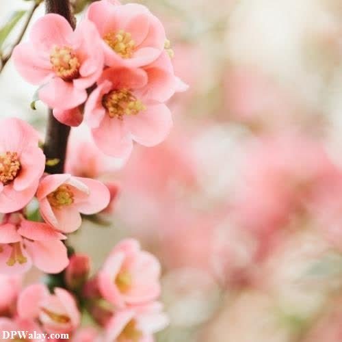 pink flowers on a branch