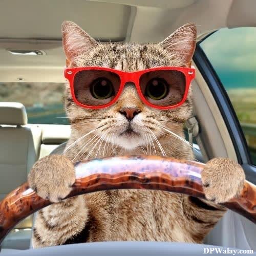 a cat wearing sunglasses driving a car 