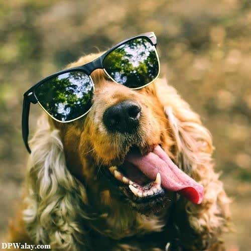 a dog wearing sunglasses and sticking his tongue best profile pic for whatsapp 