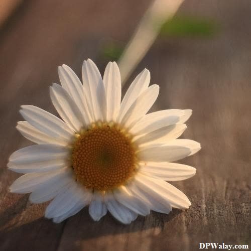 a daisy flower on a wooden table