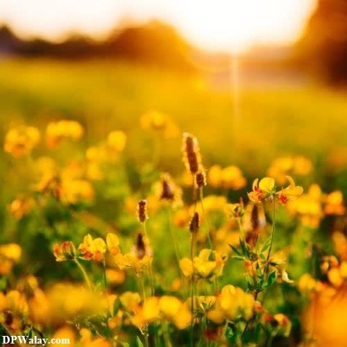 a field of yellow flowers with the sun shining in the background best wallpapers for whatsapp dp 