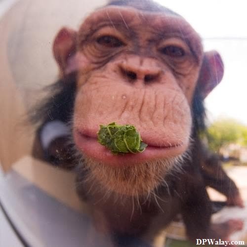 a monkey with a leaf in its mouth images by DPwalay