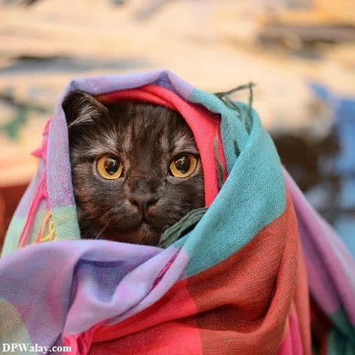 a cat wrapped in a blanket 