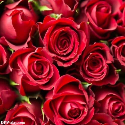 a bunch of red roses 
