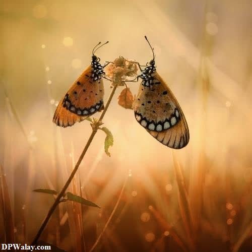 two butterflies on a flower with the sun shining behind them images by DPwalay