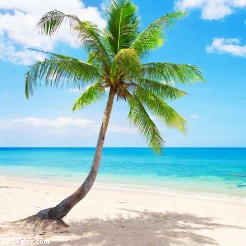 a palm tree on the beach