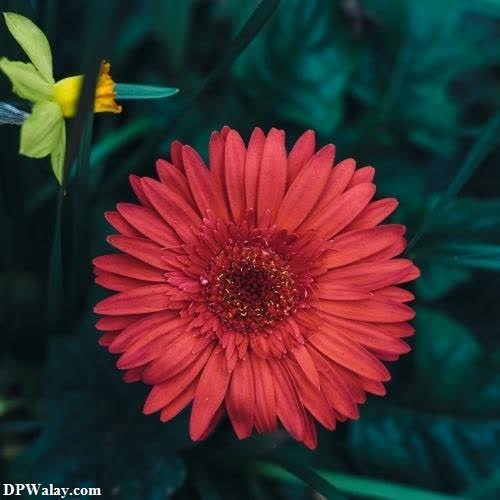 a red flower with a yellow flower in the background