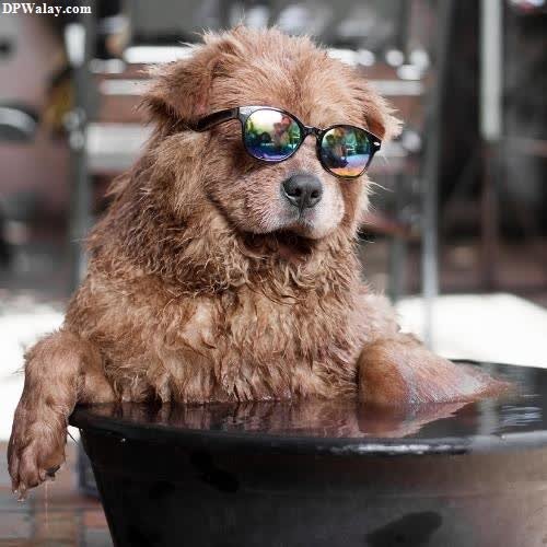 a dog wearing sunglasses in a pot dp whatsapp photo 