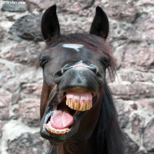 a horse with its mouth open and tongue out funny images for whatsapp