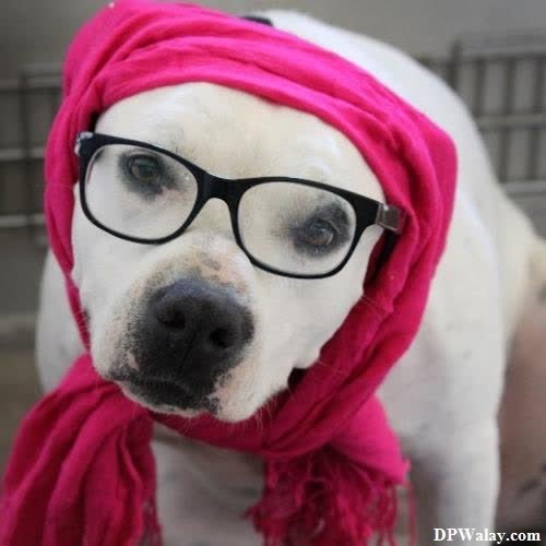 a dog wearing glasses and a pink scarf images by DPwalay
