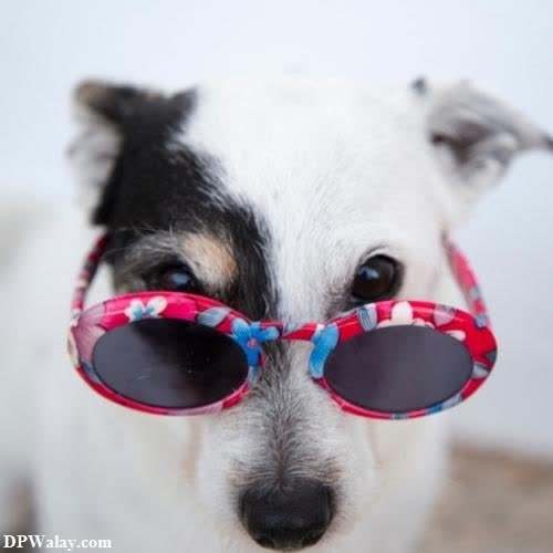 a dog wearing sunglasses with a white background