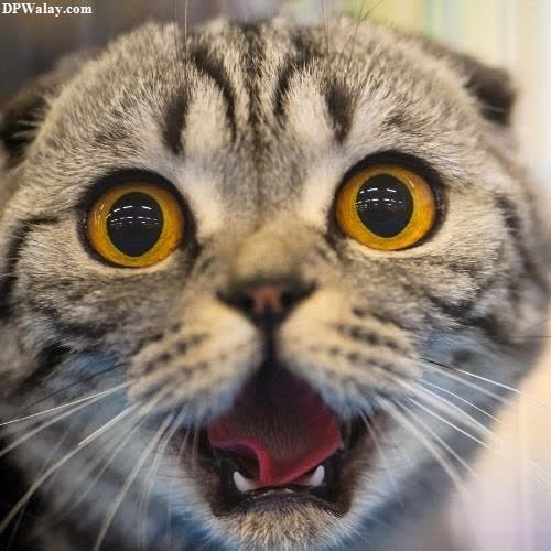 a cat with its mouth open and it's mouth wide funny images for whatsapp