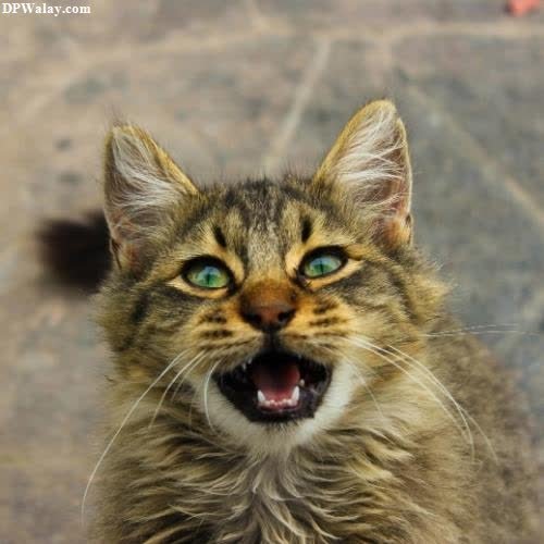 a cat with its mouth open and its tongue out
