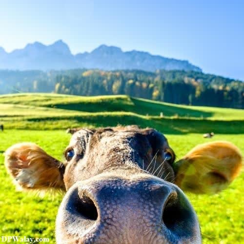 a cow looking at the camera with mountains in the background images by DPwalay