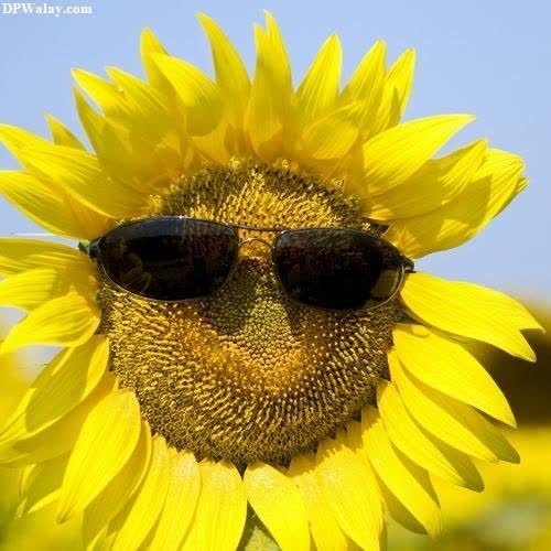 a sunflower with sunglasses on it's head