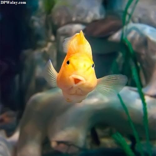 funny whatsapp dp - a fish in an aquarium
