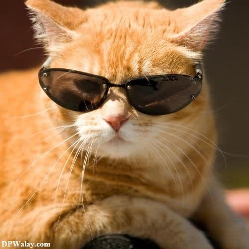 a cat wearing sunglasses good dp pic 