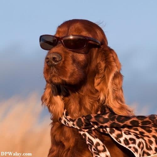 a dog wearing sunglasses and a leopard print coat images by DPwalay