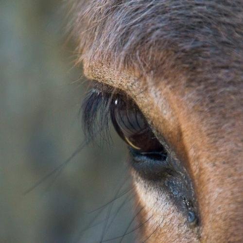a close up of a horse's eye 