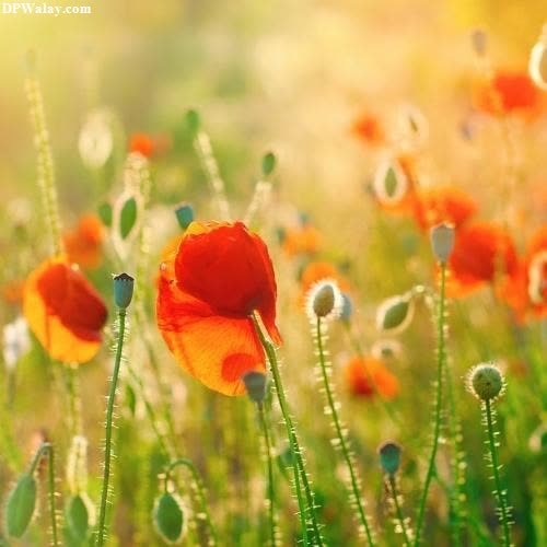 a field of red poppies wallpaper for dp whatsapp 