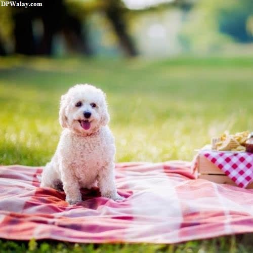 a small white dog sitting on a blanket images by DPwalay