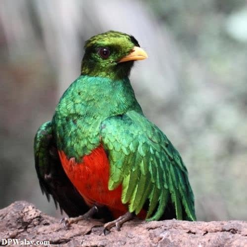 a green bird with red feathers sitting on a rock