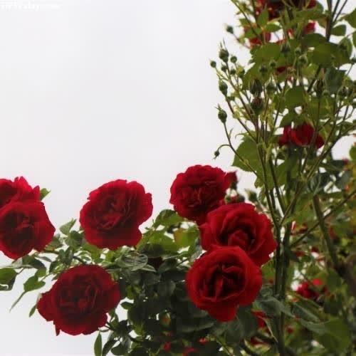 red roses are in a vase on a white background