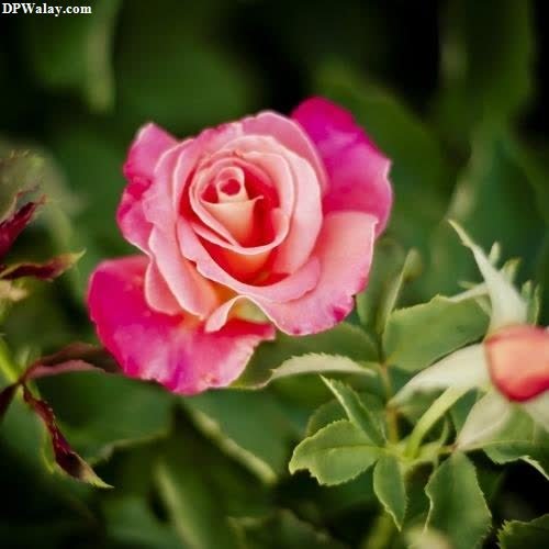 a pink rose in the middle of a garden