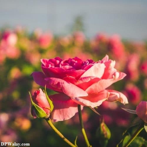 a pink rose in a field images by DPwalay