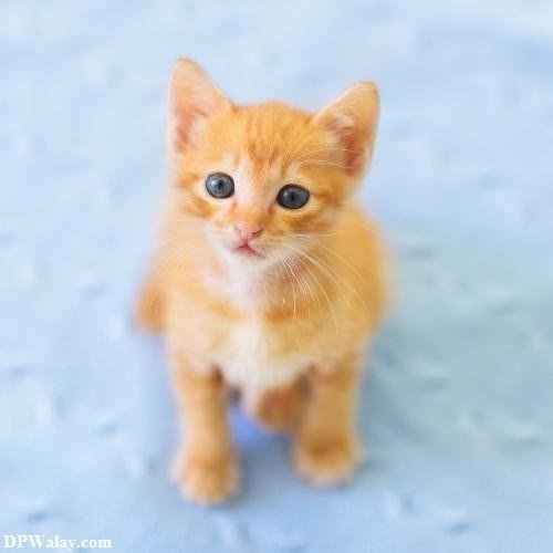 a small orange kitten sitting on a blue surface
