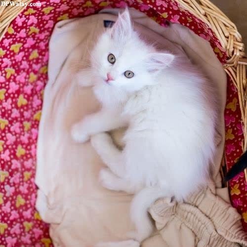 a white cat sitting in a basket-FWuH cat cute dp