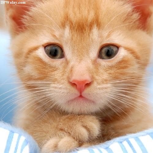 a small orange kitten
