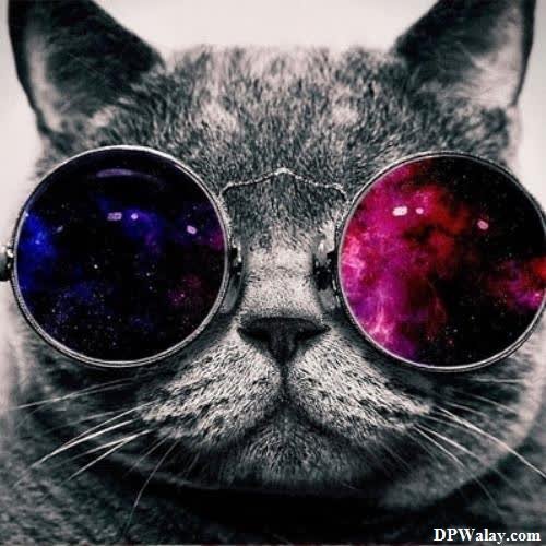 a cat wearing sunglasses with the words, ` ` ` '