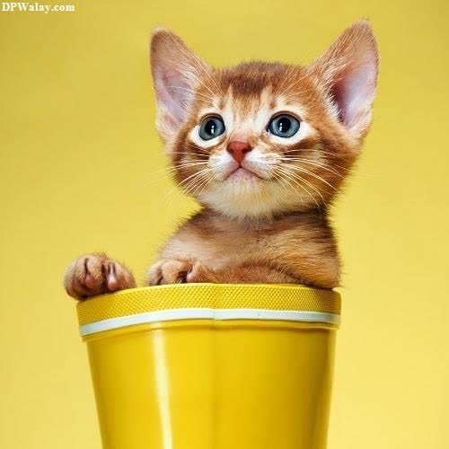 cat dp for whatsapp - a kitten sitting in a yellow bucket