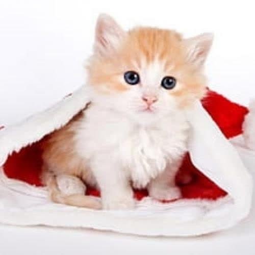 a small kitten wearing a santa hat