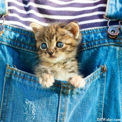 a kitten in a pocket with its paws