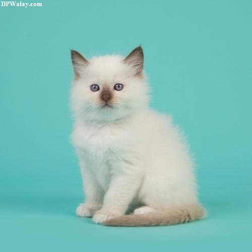 a white kitten sitting on a blue background