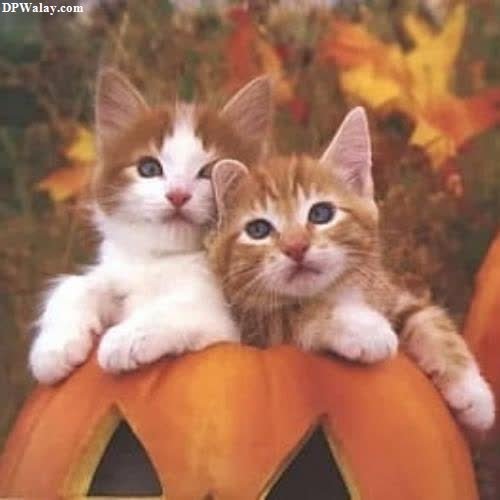 two kittens sitting on top of a pumpkin cat images dp