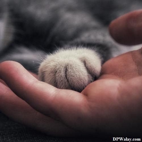 a person holding a small kitten's paw images by DPwalay