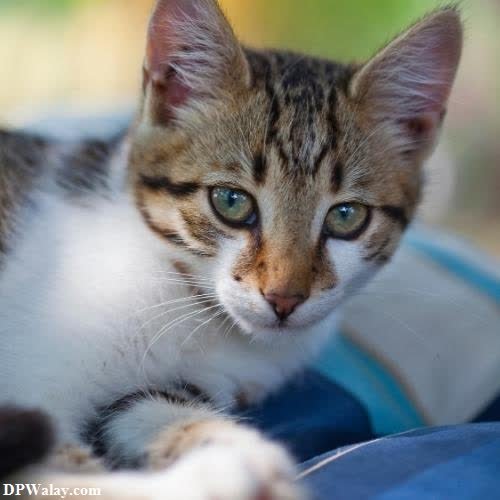 a kitten is laying on a person's lap cat images dp