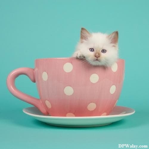 cat dp for whatsapp - a kitten sitting in a pink cup