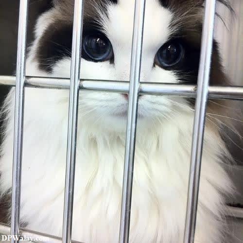 a cat in a cage looking at the camera 