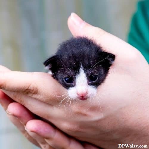 cat dp for whatsapp - a person holding a small kitten in their hands