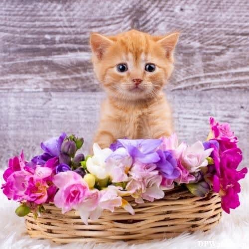 a kitten sitting in a basket with flowers-JbqI
